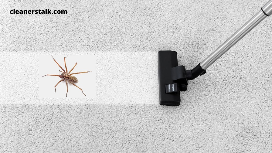 Do Vacuums Kill Spiders 
